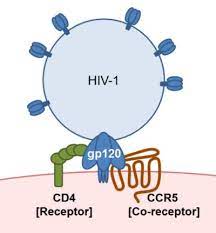 The incubation of the human primary target cells with either of the three molecules therefore resulted. Comparing Human And Monkey Proteins Reveals Determinants Of Hiv 1 Host Cell Entry