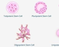 Image of different types of stem cells