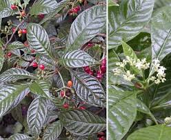 Image result for Psychotria ceratoloba