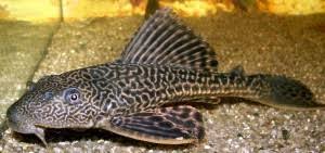Temperatura Vody V Akvariume Dlya Somikov