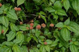 Image result for Lecanthus peduncularis