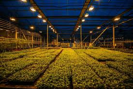 Sometimes, plants just don't thrive, even when every aspect of the indoor growing environment has been perfected. Modern Hydroponic Greenhouse With Complex Climate Control System Working Artificial Light In Evening Stock Photo Image Of Harvest Growth 173897674