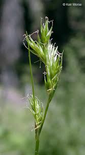 Image result for Carex leptosaccus