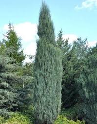Skyrocket juniper trees for sale online the stately, columnar form makes the sky rocket juniper the narrowest juniper available, best used as an entrance or to define a boundary. Sky Rocket Blue Juniper Tree New Life Nursery