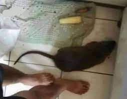 How long did it take to catch them? the american asked. 4 Months Ago At The Beginning Of Quarantine I Bought A Mouse Trap To Catch You Today I Couldn T Imagine This House Without You Love You Ratatouille 9gag
