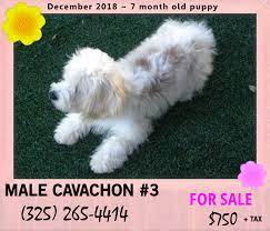 Check spelling or type a new query. Bichon Cavachon Westie Puppies Posts Facebook