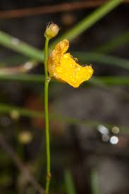 Image result for Utricularia simulans