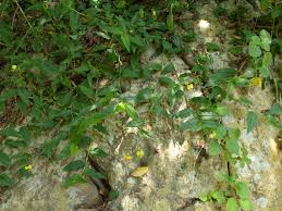 Image result for Aneilema aequinoctiale