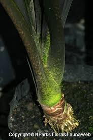 Zone 9 below 45°f plant may go dormant Alocasia Lauterbachiana Engl A Hay
