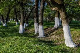 One tree is about 4 feet tall and the other one is very small. Why Are Trees Painted White Why Some Trees Are Painted White Why Are Trees Painted Red And White In India Why Do The White Painting Tree Trunk Painting Tree