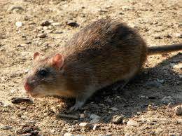 Is That A Mouse A Rat Or A Squirrel Rodent Identification Guide Chimney And Wildlife