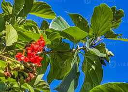 Image result for Cordia subcordata