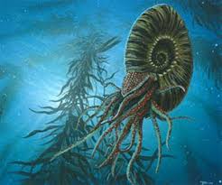 Content and updates on ammonite (2020) a film by francis lee, starring kate winslet and saoirse ronan. Late Cretaceous Ammonite U S National Park Service