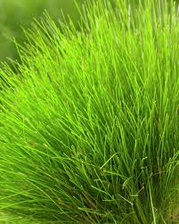 Лугови́к изви́листый, также лерхенфе́льдия извилистая (лат. Wavy Hair Grass Tatra Gold Deschampsia Flexuosa Tatra Gold Bent Hair Grass Tatra Gold Common Hair Grass Tatra Gold Crinkled Hair Grass Tatra Gold Plants Flowers 99roots Com