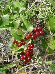 Image result for Smilax anceps