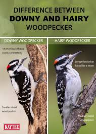 How To Distinguish Between The Downy And The Hairy Woodpecker Wild Birds Wild Bird Feeders Birds