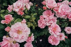 My life in pink) is a 1997 belgian drama film directed by alain berliner. La Vie En Rose The Inspiration Behind The Art Jen And Jennifer Illustration