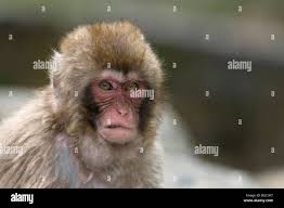 Monkey face hi-res stock photography ...
