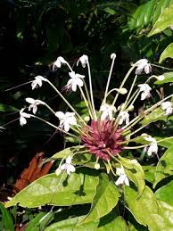 Image result for Clerodendrum capitatum