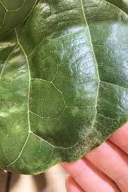 We did not find results for: How To Treat Spider Mites On A Fiddle Leaf Fig Dossier Blog