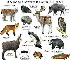 Pin By Vishal Kushwah On Animals In 2020 Black Forest Animals Animals Animals Beautiful