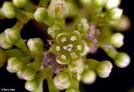 Image result for Cryptocarya transvaalensis