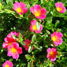 Portulaca Oleracea ile ilgili görsel sonucu