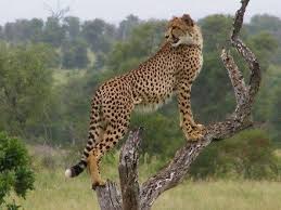 This might be the last year they do that. 5 Holiday Destinations That Your Kids Will Love Kruger National Park Most Visited National Parks Africa Wildlife