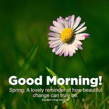 We did not find results for: Cute Good Morning Flowers With Images Good Morning Images Quotes Wishes Messages Greetings Ecards