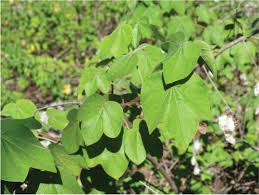Image result for Phyllanthus parvulus