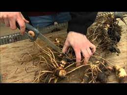 Check spelling or type a new query. Dividing And Potting Stored Cannas 2 25 12 Canna Bulbs Bulb Flowers Calla Lily Bulbs