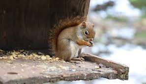 Squirrel symbolism and meaning (bottom line). Squirrel Spirit Animal Totem Symbolism And Meaning