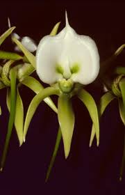 Image result for Barleria holubii