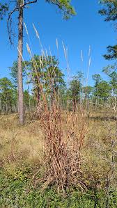 Image result for Volusia resupinata