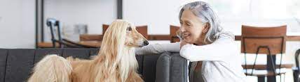 Pet insurance makes it easier to say yes to recommended treatments. Pet Insurance What To Look For When Getting A Pet Insurance Quote Petco