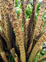 Image result for Disperis johnstonii