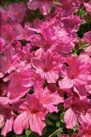 Are Coffee Grounds Good For Grapevines Azaleas Plants Perennials