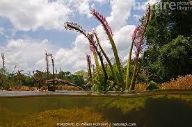 Image result for Podostemaceae