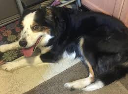 Timeline Photos For The Love Of Louie Michigan Lost Pet Lookers Losing A Pet Poinciana Oakland City