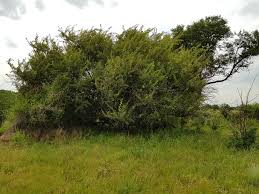 Image result for Searsia magalismontana x pyroides