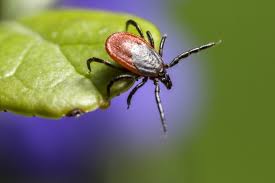 Skogflått (ixodes ricinus, også kalt skogbjørn, skaumann og annet) er den vanligste. Flatt 17 Mai Senior Norge Ostfold
