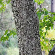 The tough wood of this tree has been used for making tools. Buy Affordable Washington Hawthorn Trees At Our Online Nursery Arbor Day Foundation Buy Trees Rain Forest Friendly Coffee Greeting Cards That Plant Trees Memorials And Celebrations With Trees And More