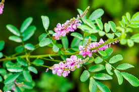 Image result for Indigofera garckeana
