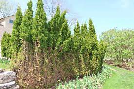 What plants do deer hate? Deer Damaged A Number Of Plants In My Garden Over The Winter What Can I Do To Prevent This From Happening Again Unh Extension