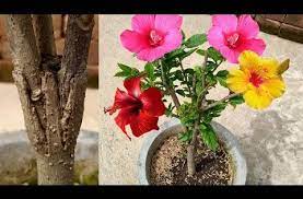 Multiple Flowering Colour In 1 Hibiscus Plant How To Multiple Grafting On Hibiscus Plant Youtube Hibiscus Plant Hibiscus Flowers Planting Roses