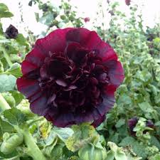 Image result for Alcea rosea `Appleblossom`