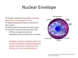 Nuclei of animal cells actually move around; Ppt Vacuole Powerpoint Presentation Free Download Id 4682190