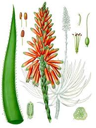 Tidak heran, jika lidah buaya menjadi salah satu bahan alami yang sering digunakan dalam berbagai produk kecantikan. Aloe Wikipedia