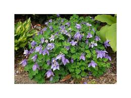 Image result for Aquilegia flabellata ministar