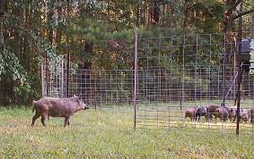 How To Build A Better Hog Trap Mossy Oak